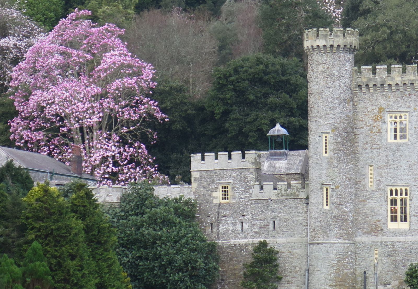 Magnolia x sargentiana Caerhays Belle (Magnolia sprengeri)