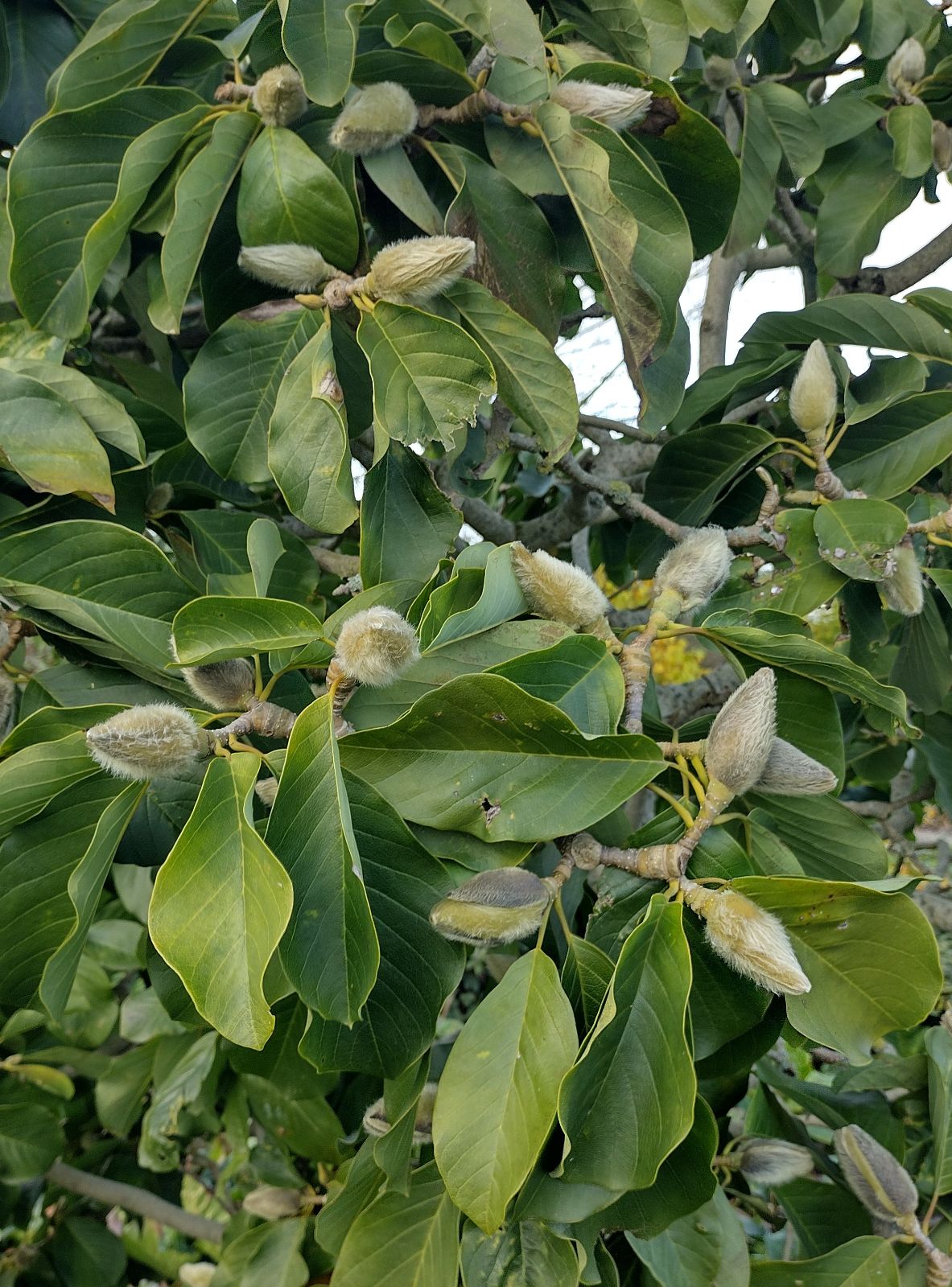Magnolia x sargentiana Caerhays Belle (Magnolia sprengeri) - Ladybird Nursery
