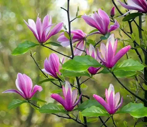 Magnolia x stellata Susan (Magnolia liliiflora) - Ladybird Nursery
