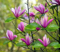 Magnolia x stellata Susan (Magnolia liliiflora) - Ladybird Nursery