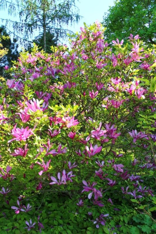 Magnolia x stellata Susan (Magnolia liliiflora) - Ladybird Nursery