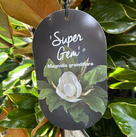 Magnolia 'Super Gem' (Magnolia grandiflora) - Large - Ladybird Nursery