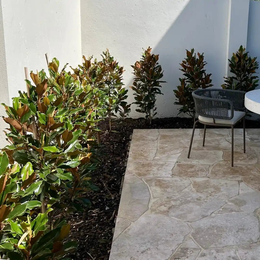 Magnolia 'Super Gem' (Magnolia grandiflora) - Large - Ladybird Nursery