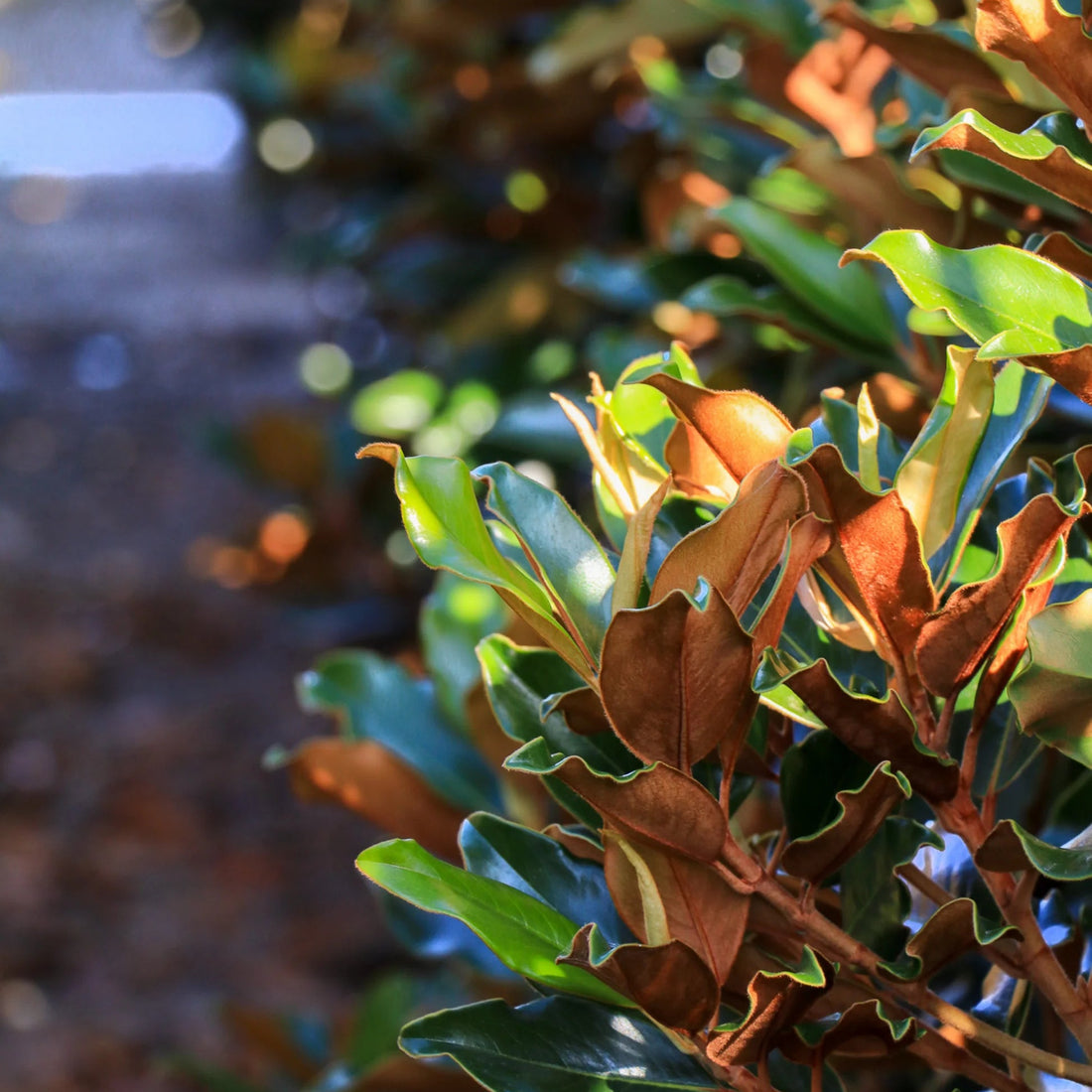 Magnolia 'Super Gem' (Magnolia grandiflora) - Large - Ladybird Nursery