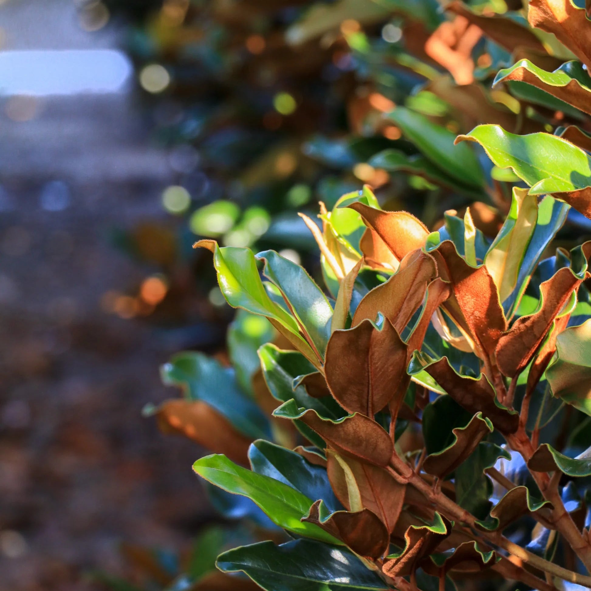 Magnolia 'Super Gem' (Magnolia grandiflora) - Large - Ladybird Nursery
