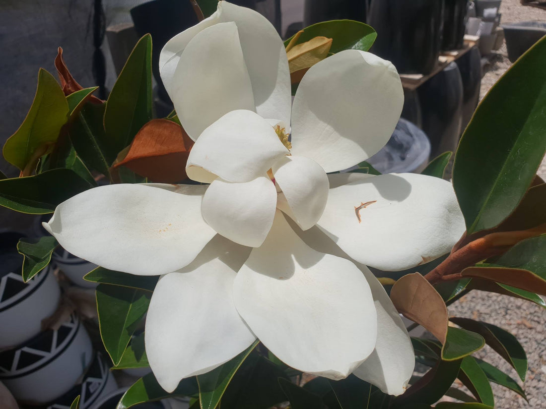 Magnolia 'Sweet and Neat (Magnolia grandiflora) - Large - Ladybird Nursery