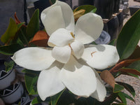 Magnolia 'Sweet and Neat (Magnolia grandiflora) - Large - Ladybird Nursery