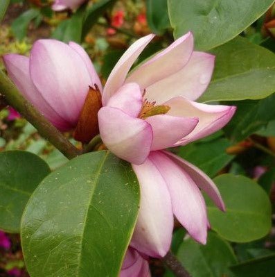 Magnolia 'Paradise Princess Cleopatra' - Ladybird Nursery