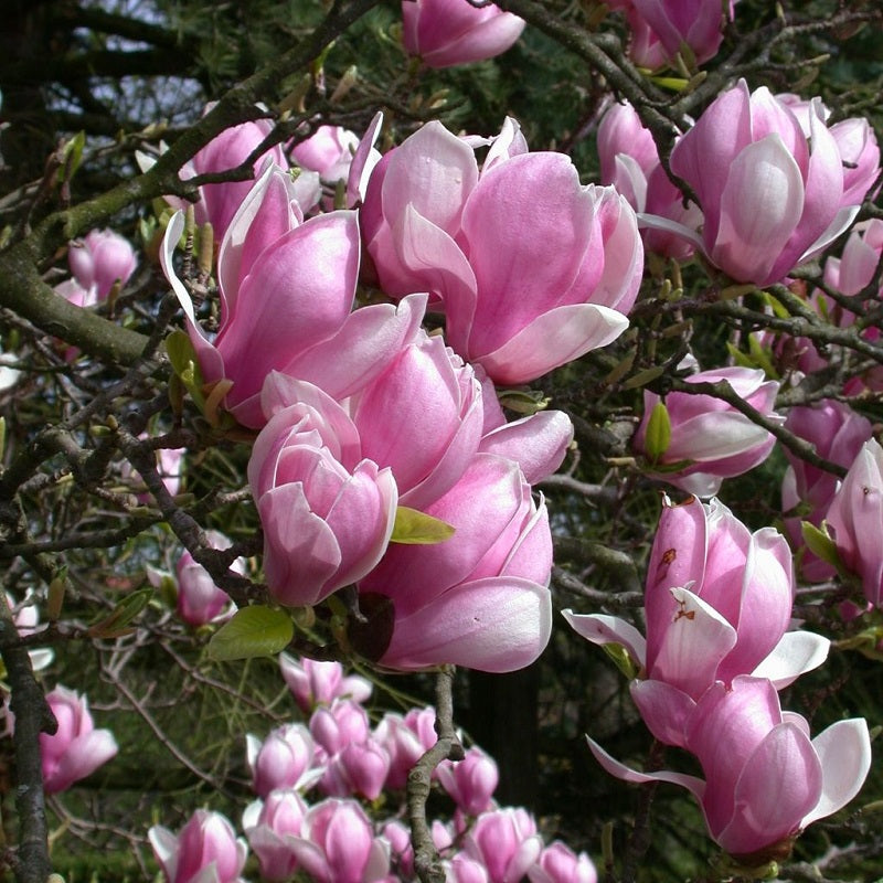 Magnolia x. soulangeana 'Pink' - Large