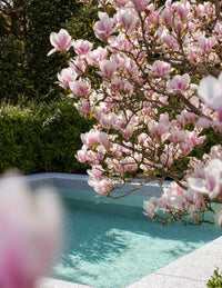 Magnolia x. soulangeana 'Pink' - Large
