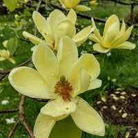 Magnolia x. soulangeana 'Lois' - Large