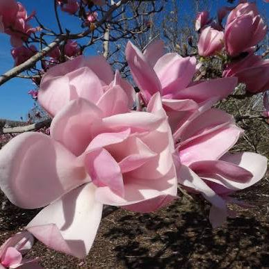 Magnolia 'Sweetheart'