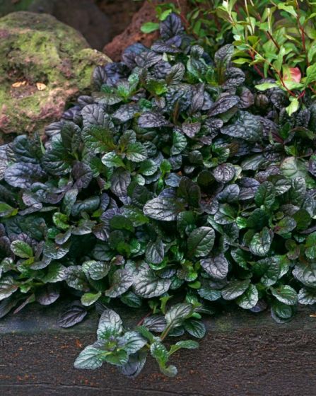 Mahogany Bugle (Ajuga reptans)
