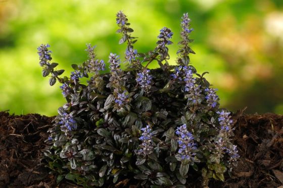 Mahogany Bugle (Ajuga reptans)