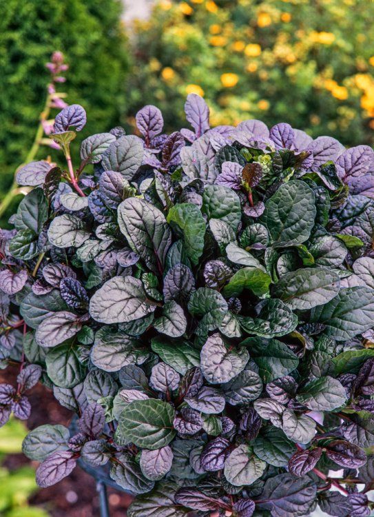 Mahogany Bugle (Ajuga reptans) - Ladybird Nursery