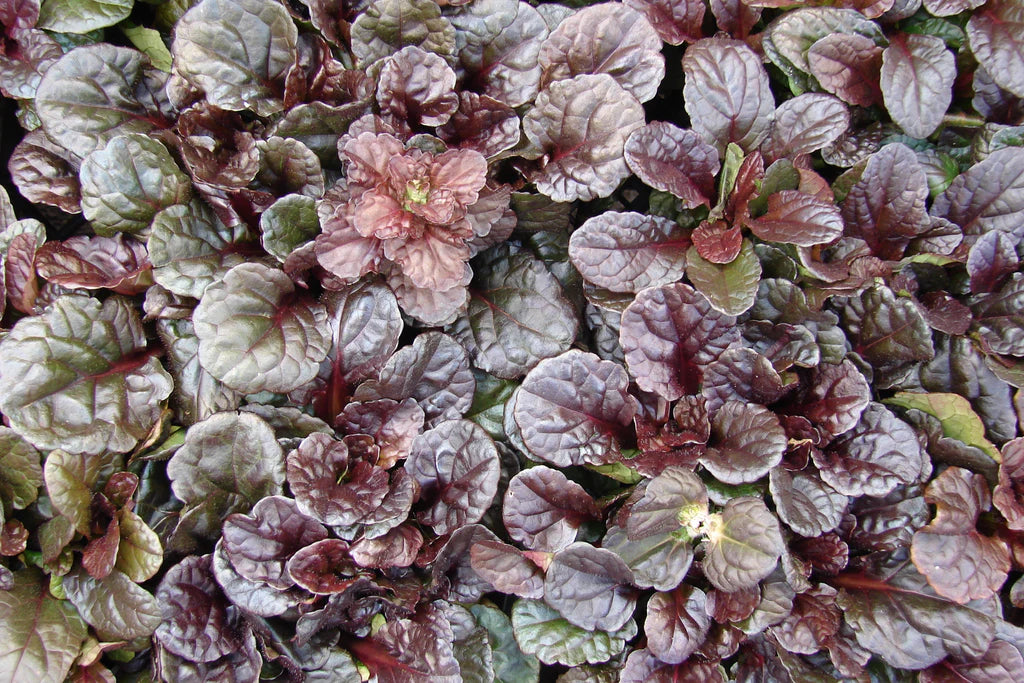 Mahogany Bugle (Ajuga reptans)