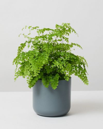 Elegant Maidenhair (Adiantum Elegans)