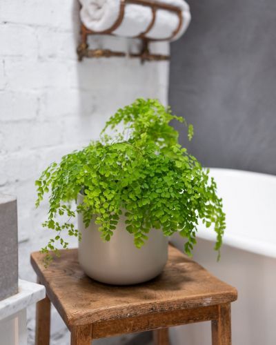 Elegant Maidenhair (Adiantum Elegans) - Ladybird Nursery