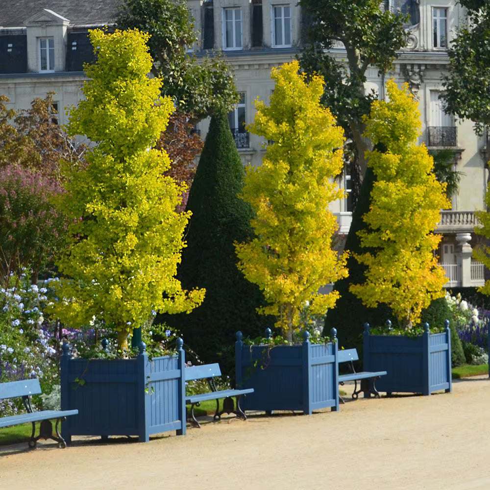 Maidenhair Tree Fastigiata (Ginkgo biloba)