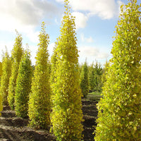 Maidenhair Tree Fastigiata (Ginkgo biloba)