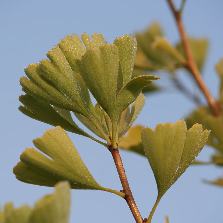 Maidenhair Tree Fastigiata (Ginkgo biloba)