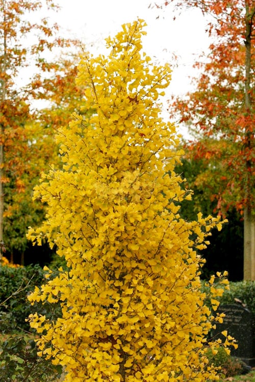 Maidenhair Tree Fastigiata (Ginkgo biloba)
