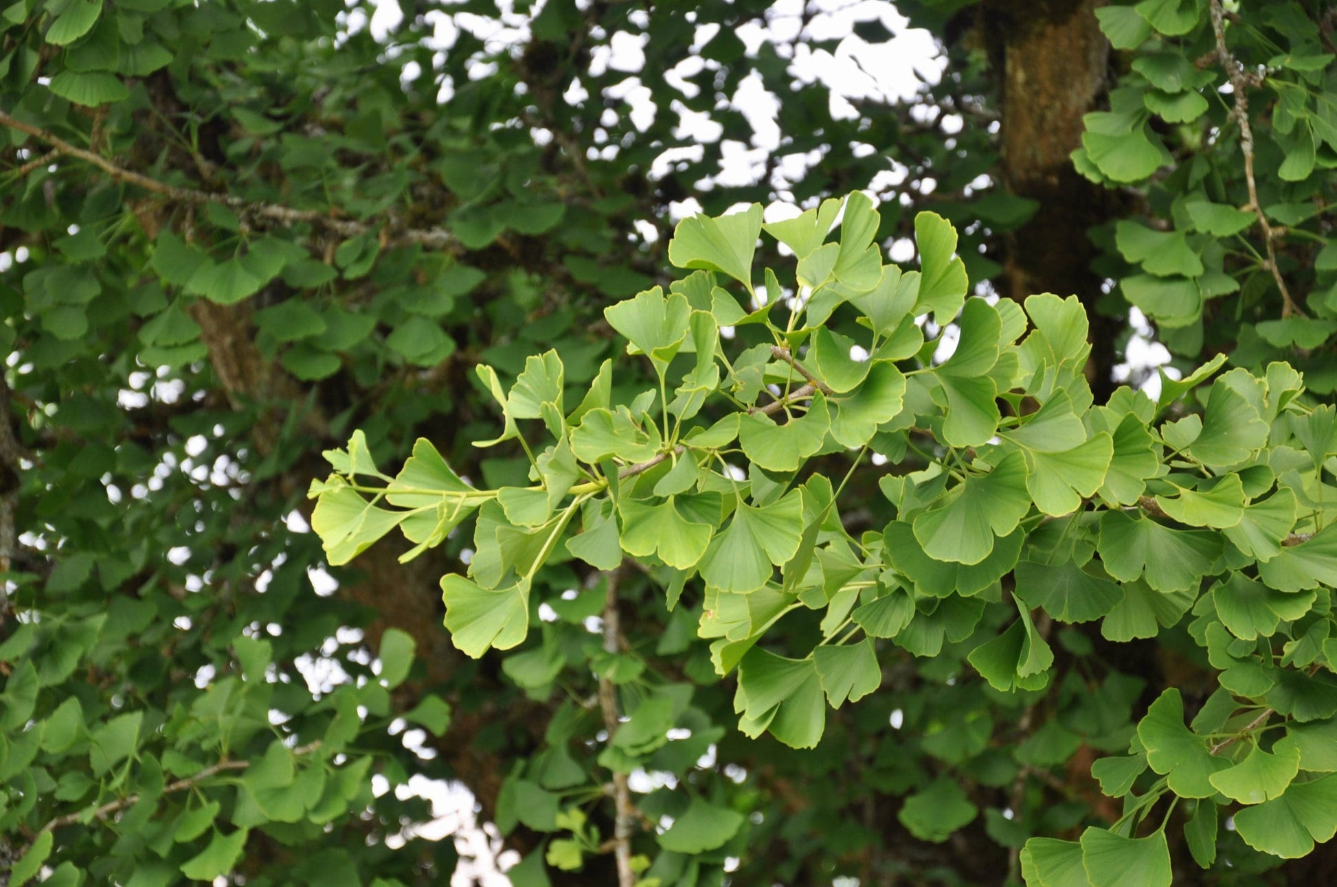 Maidenhair Tree (Ginkgo biloba)