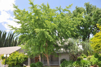 Maidenhair Tree (Ginkgo biloba)
