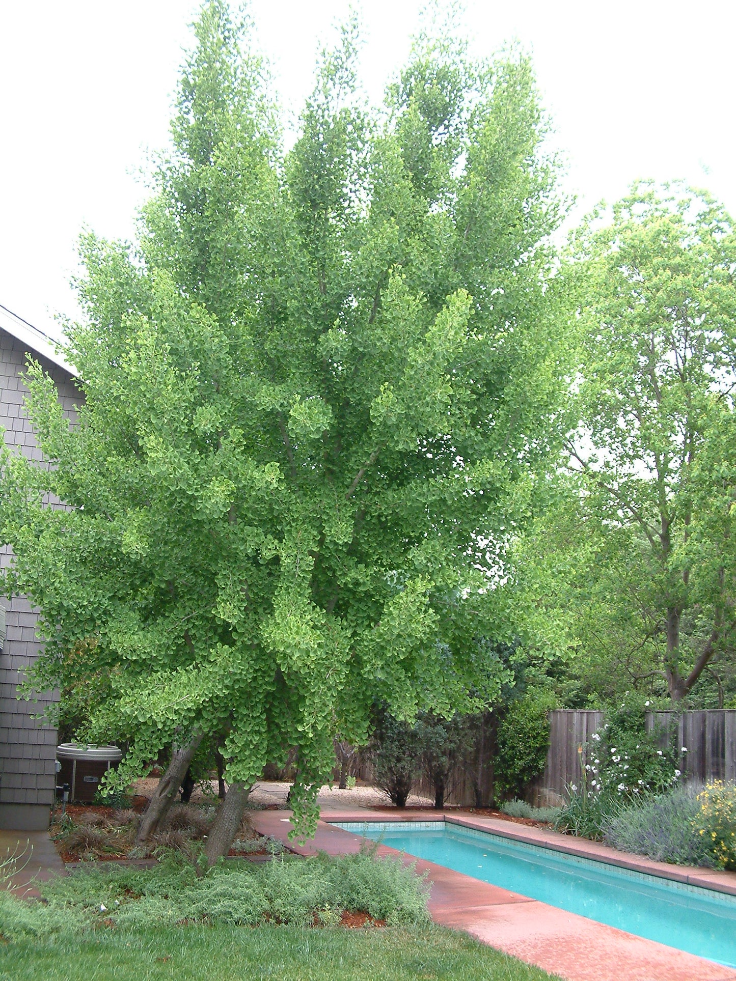 Maidenhair Tree (Ginkgo biloba)