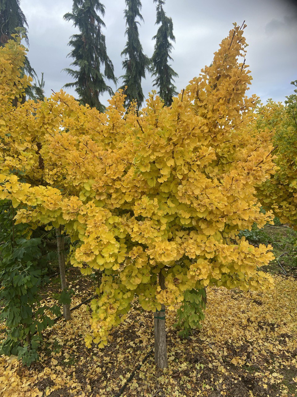 Ginkgo biloba 'Mariken' (Maidenhair Tree)