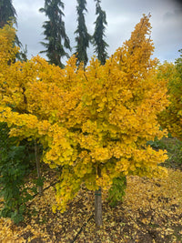 Ginkgo biloba 'Mariken' (Maidenhair Tree)