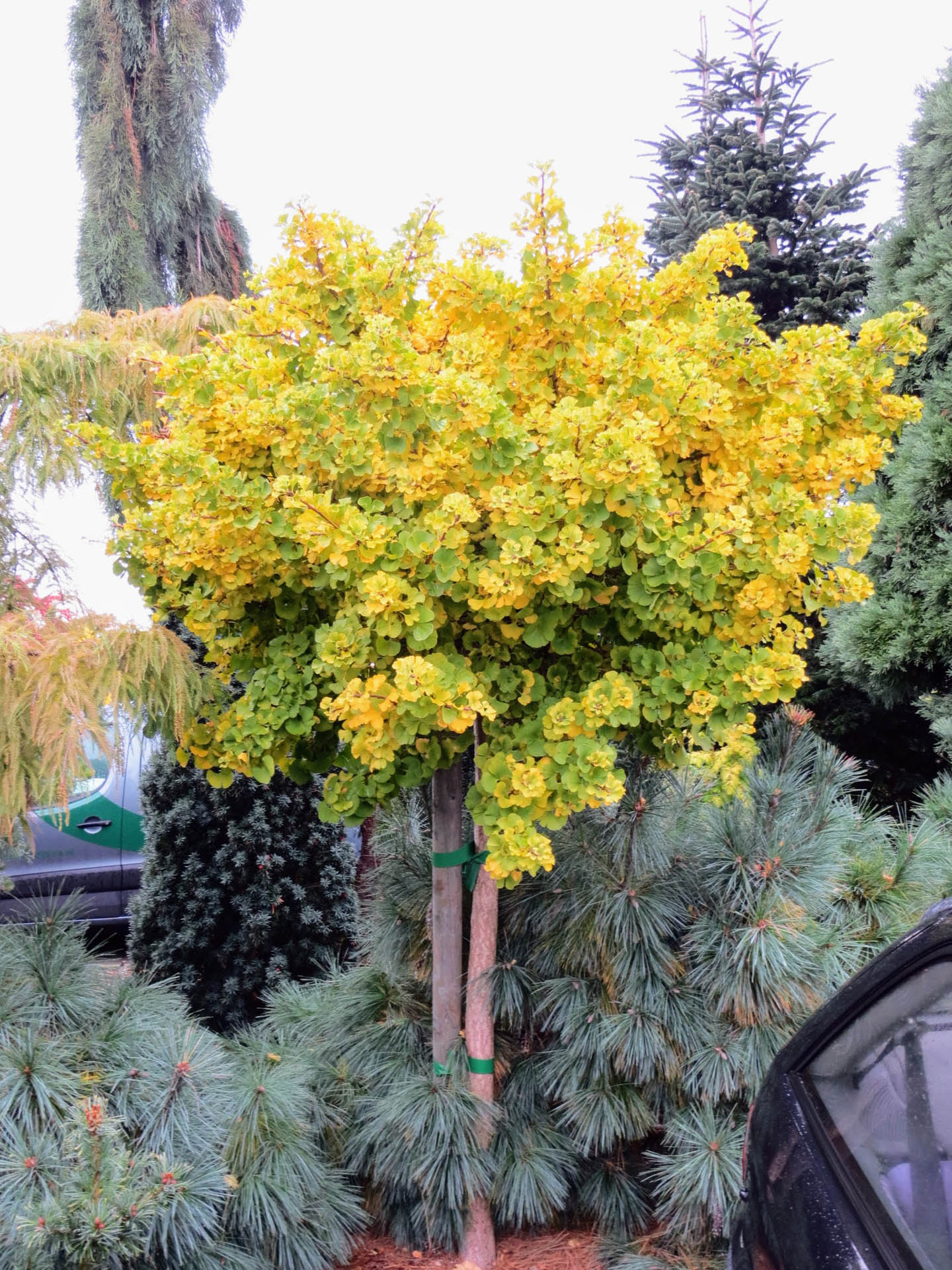 Ginkgo biloba 'Mariken' (Maidenhair Tree)