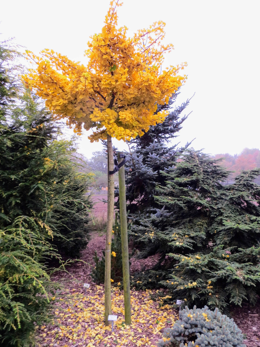 Ginkgo biloba 'Mariken' (Maidenhair Tree) - Ladybird Nursery