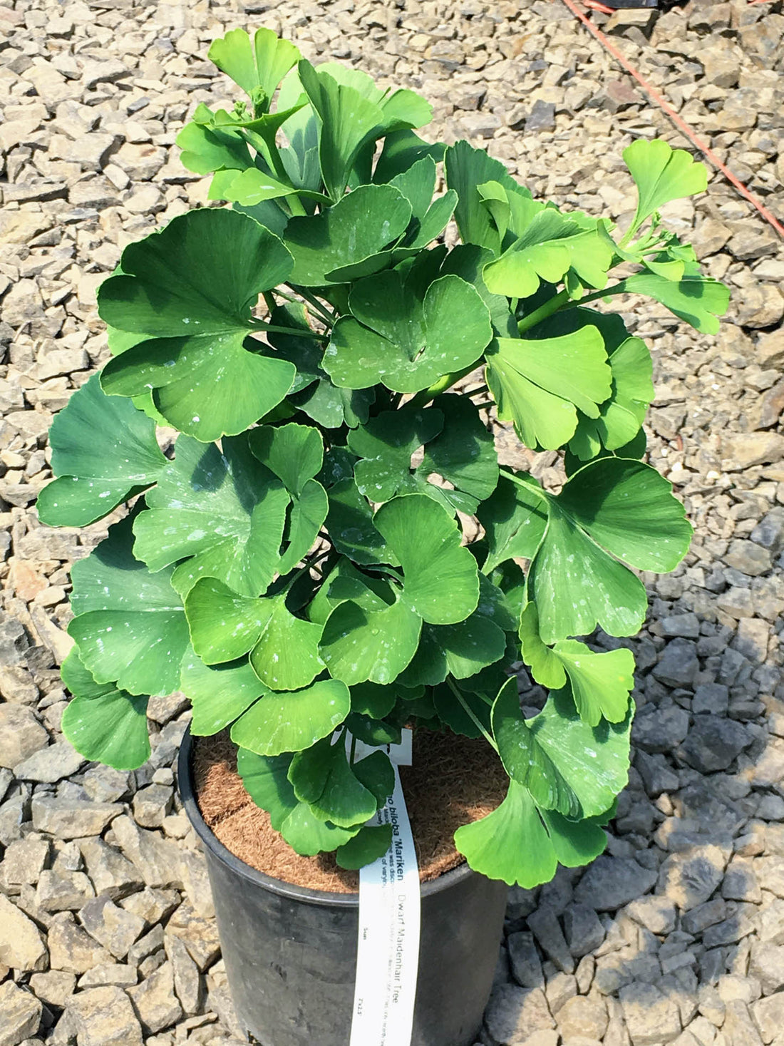 Ginkgo biloba 'Mariken' (Maidenhair Tree) - Ladybird Nursery