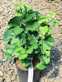 Ginkgo biloba 'Mariken' (Maidenhair Tree)