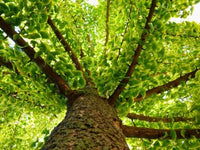 Maidenhair Tree Mekkens Mini (Ginkgo biloba) - Ladybird Nursery