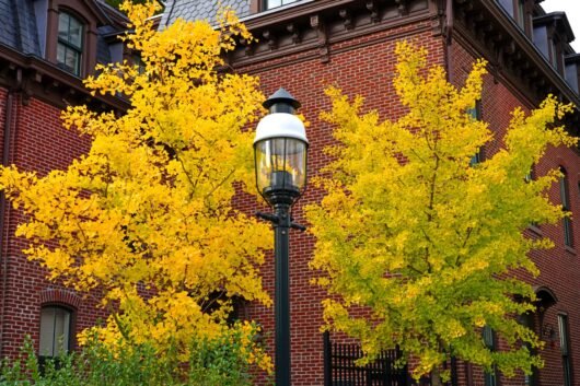 Maidenhair Tree Mekkens Mini (Ginkgo biloba) - Ladybird Nursery
