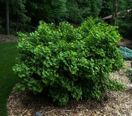 Maidenhair Tree Tit Dwarf (Ginkgo biloba)
