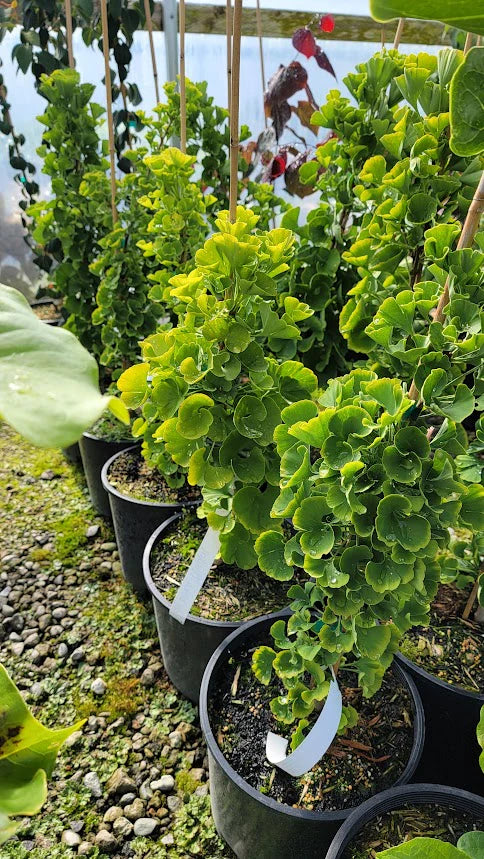 Maidenhair Tree Tit Dwarf (Ginkgo biloba)