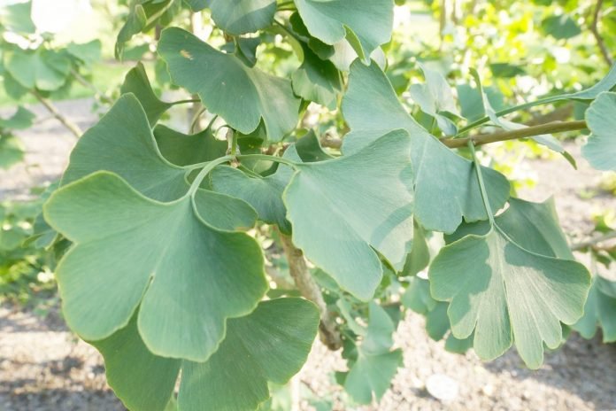 Maidenhair Tree Tit Dwarf (Ginkgo biloba) - Ladybird Nursery