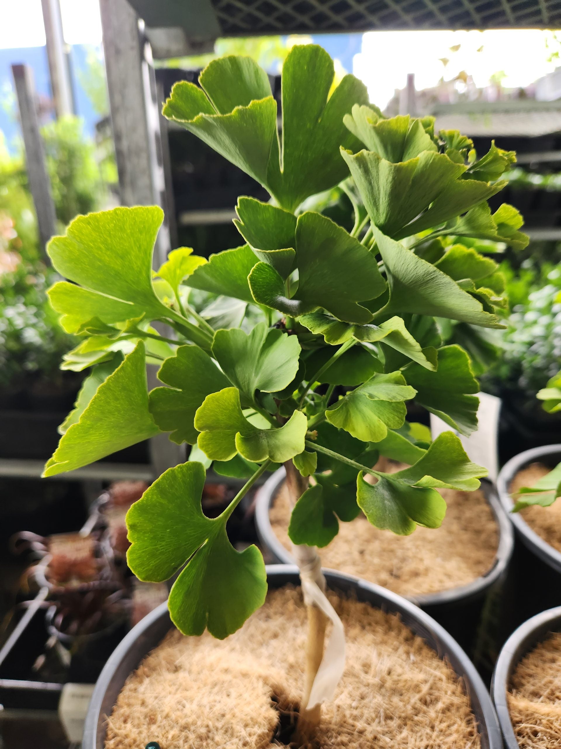 Maidenhair Tree Tit Dwarf (Ginkgo biloba)