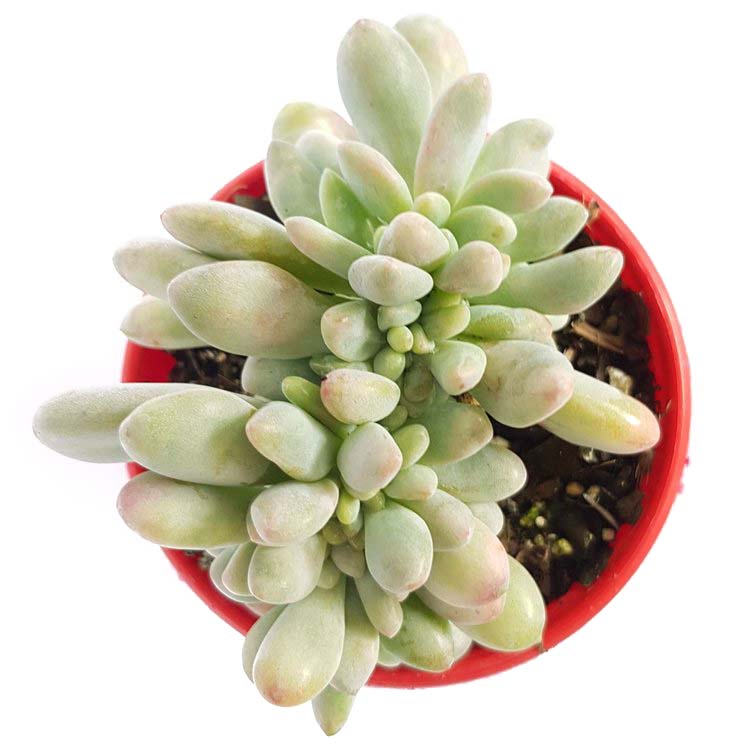 Pachyveria Elaine Wright (Pachyveria) - Ladybird Nursery