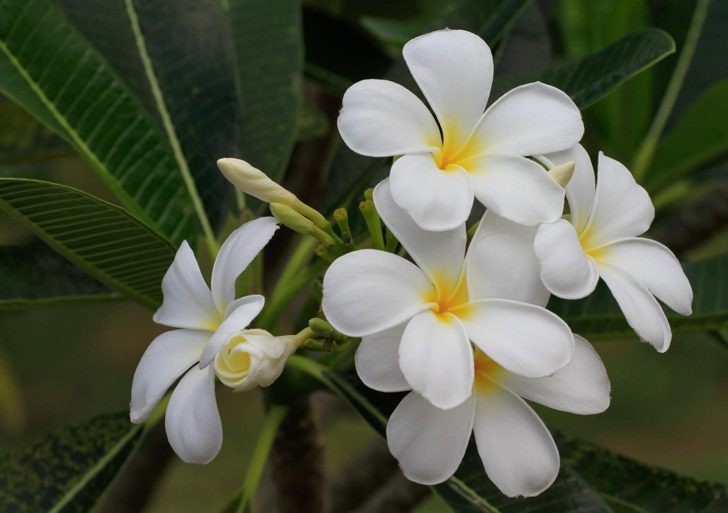 Frangipani (Plumeria obtusa)