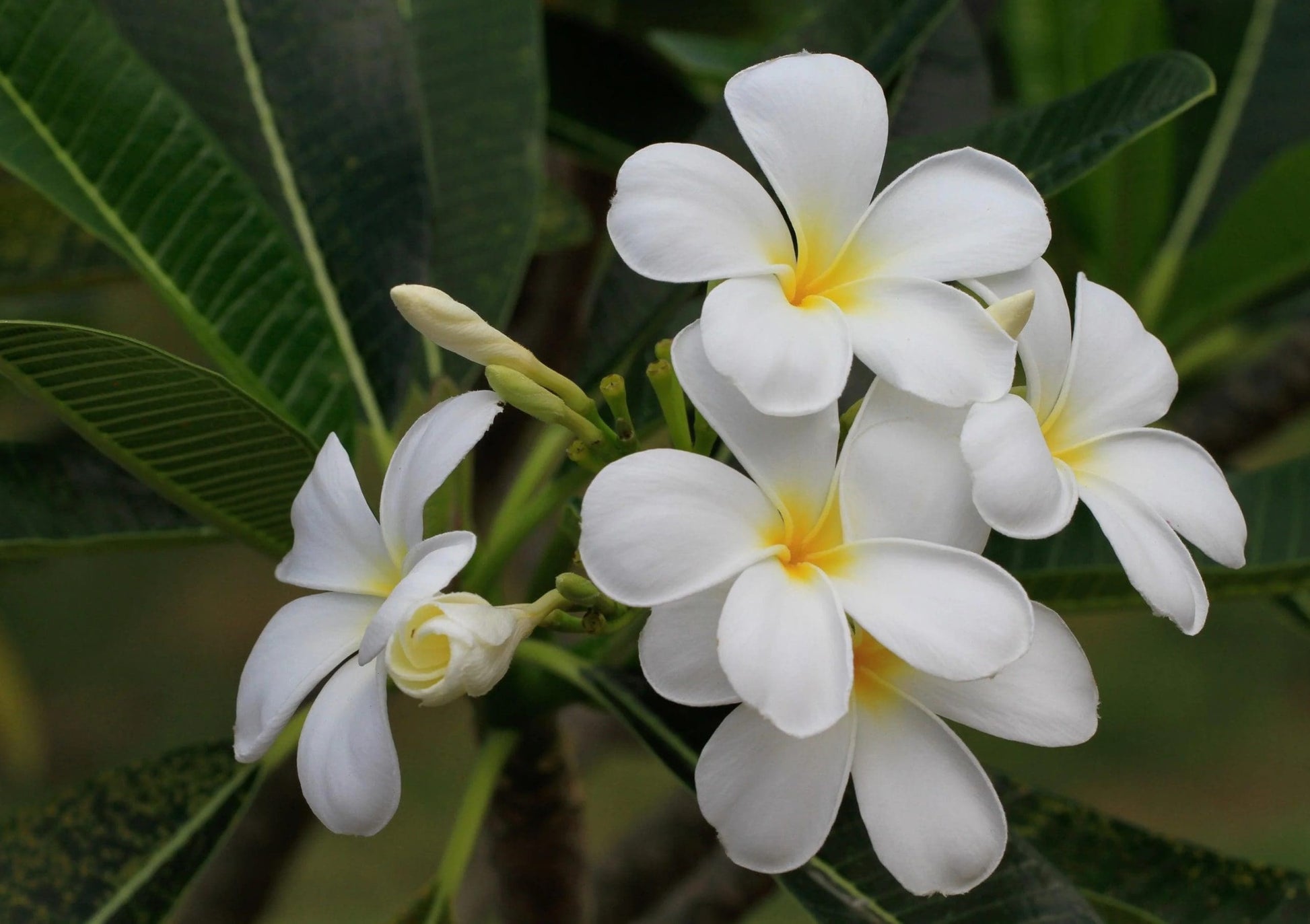 Frangipani (Plumeria obtusa)