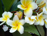 Frangipani acutifolia White (Plumeria rubra)