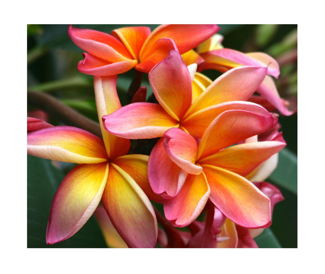 Frangipani Apricot (Plumeria rubra) - Ladybird Nursery