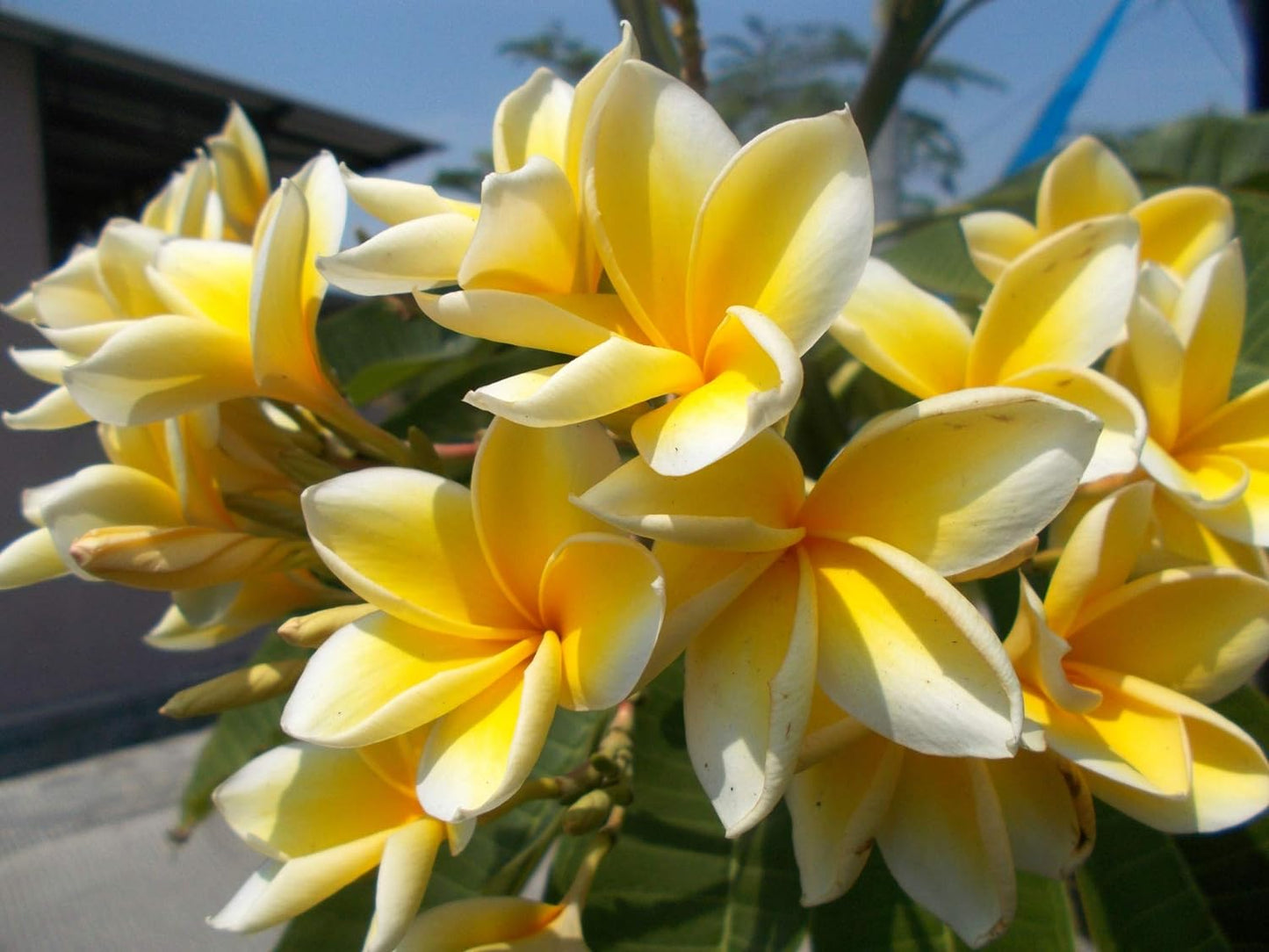 Frangipani Assorted (Plumeria spp.)