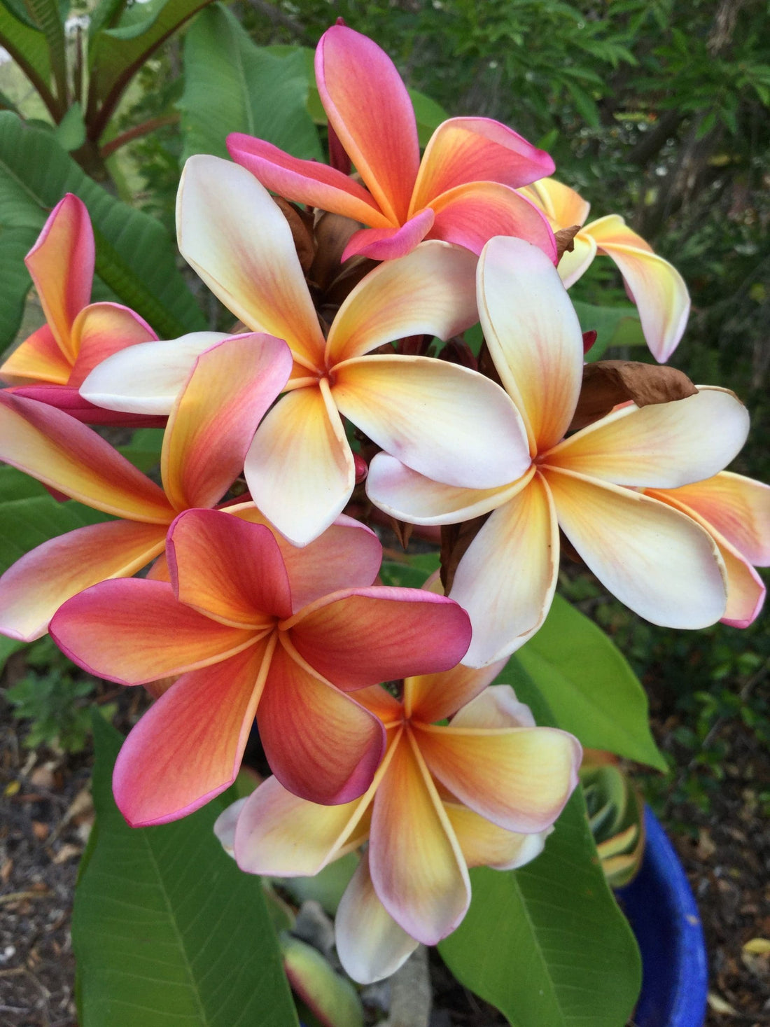 Frangipani Fruit Salad (Plumeria rubra) - Ladybird Nursery