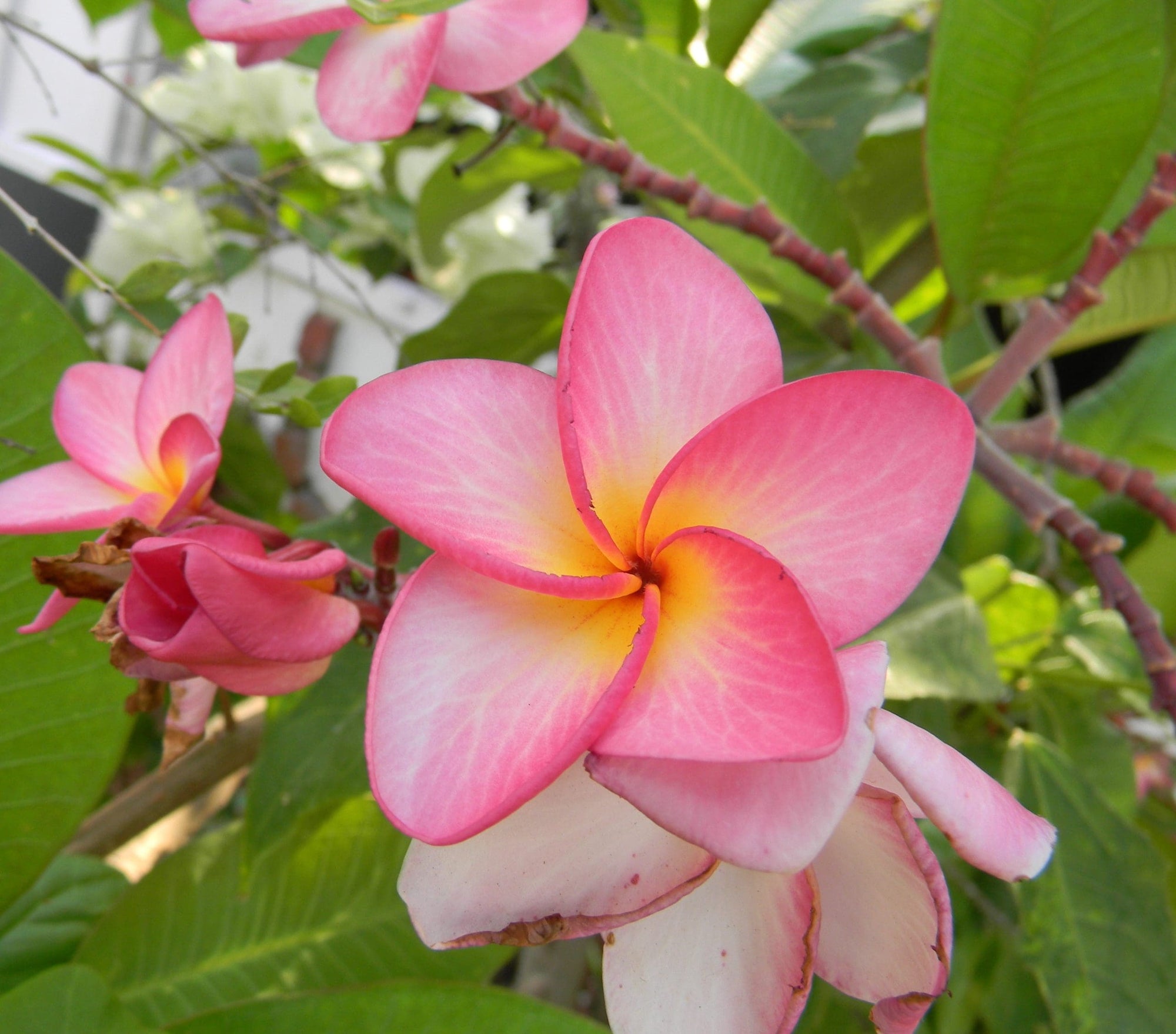 Frangipani Hot Pink (Plumeria rubra) - Ladybird Nursery