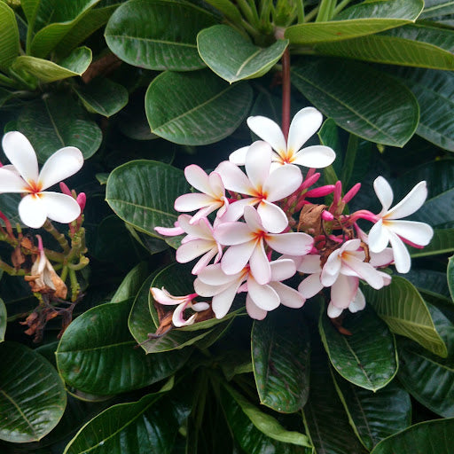 Frangipani Petite Pink (Plumeria obtusa)